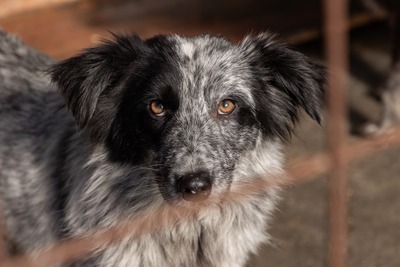 Kiwi, eine außergewöhnliche Schönheit auf vier Pfoten sucht ihr Glück, Mischling - Hündin