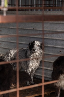 Kiwi, eine außergewöhnliche Schönheit auf vier Pfoten sucht ihr Glück, Mischling - Hündin