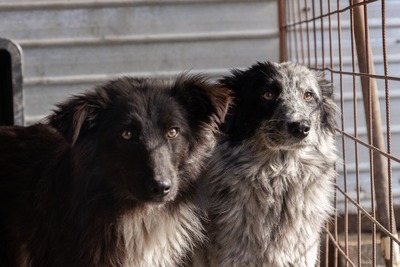 Kiwi, eine außergewöhnliche Schönheit auf vier Pfoten sucht ihr Glück, Mischling - Hündin