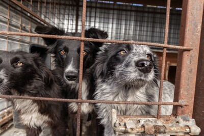 Kiwi, eine außergewöhnliche Schönheit auf vier Pfoten sucht ihr Glück, Mischling - Hündin
