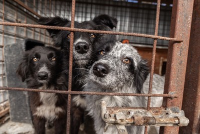 Kiwi, eine außergewöhnliche Schönheit auf vier Pfoten sucht ihr Glück, Mischling - Hündin