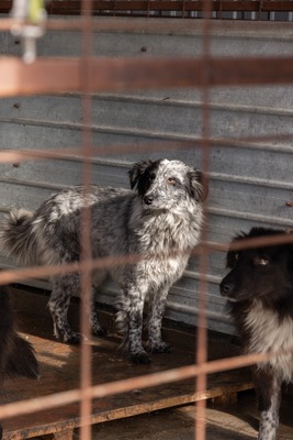 Kiwi, eine außergewöhnliche Schönheit auf vier Pfoten sucht ihr Glück, Mischling - Hündin
