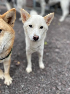 Kiyo, Shiba Inu (Mischling) - Hündin