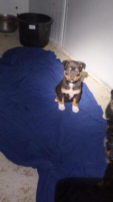 Klara, Mischling Welpen - Hündin