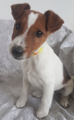 Klaus, Jack Russel Welpen - Rüde