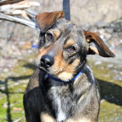 😍Klaus ist ein extrem freundlicher, lieber und großzügiger Hund mit einem großen Herzen💖, Mischlingrüde - Rüde