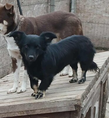 Klein-Erna, Mix - Hündin