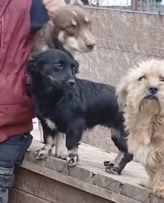 Klein-Erna, Mix - Hündin