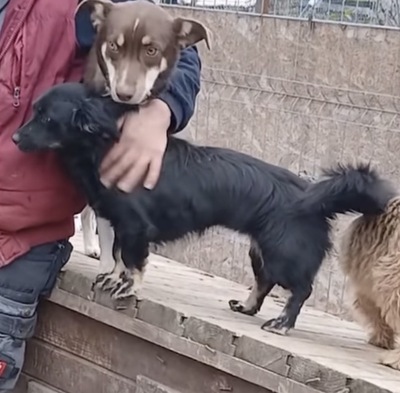 Klein-Erna, Mix - Hündin