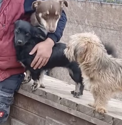 Klein-Erna, Mix - Hündin