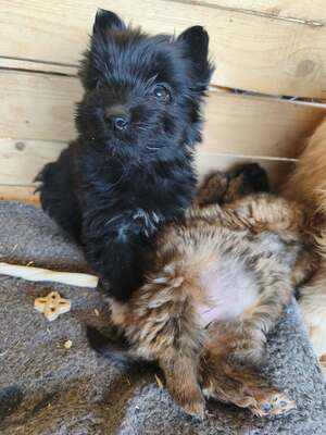 Klein Pauli wartet darauf gesehen zu werden, Mischling Welpen - Hündin