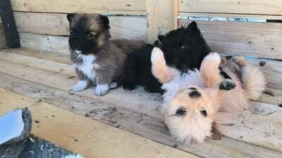 Klein Pauli wartet darauf gesehen zu werden, Mischling Welpen - Hündin