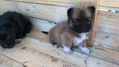 Klein Pauli wartet darauf gesehen zu werden, Mischling Welpen - Hündin