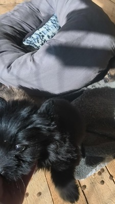 Klein Pauli wartet darauf gesehen zu werden, Mischling Welpen - Hündin