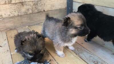 Klein Pauli wartet darauf gesehen zu werden, Mischling Welpen - Hündin