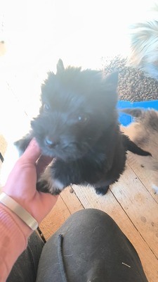 Klein Pauli wartet darauf gesehen zu werden, Mischling Welpen - Hündin