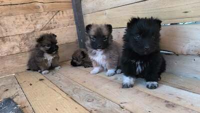 Klein Pauli wartet darauf gesehen zu werden, Mischling Welpen - Hündin