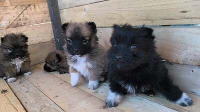 Klein Pauli wartet darauf gesehen zu werden, Mischling Welpen - Hündin