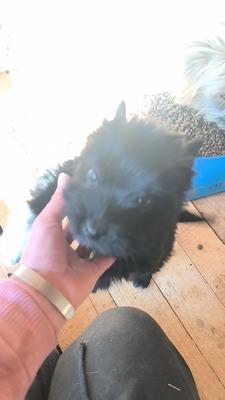 Klein Pauli wartet darauf gesehen zu werden, Mischling Welpen - Hündin