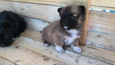 Klein Pauli wartet darauf gesehen zu werden, Mischling Welpen - Hündin