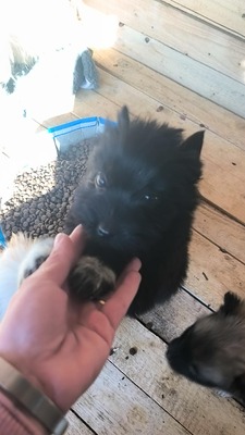 Klein Pauli wartet darauf gesehen zu werden, Mischling Welpen - Hündin