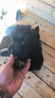 Klein Pauli wartet darauf gesehen zu werden, Mischling Welpen - Hündin