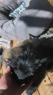 Klein Pauli wartet darauf gesehen zu werden, Mischling Welpen - Hündin