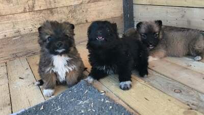 Klein Pauli wartet darauf gesehen zu werden, Mischling Welpen - Hündin