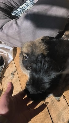 Klein Pauli wartet darauf gesehen zu werden, Mischling Welpen - Hündin