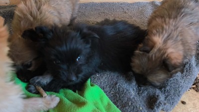 Klein Pauli wartet darauf gesehen zu werden, Mischling Welpen - Hündin