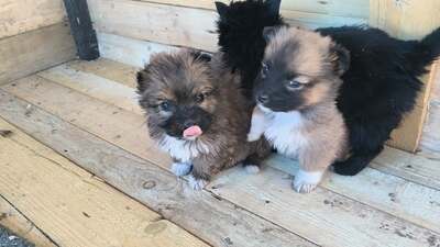 Klein Pauli wartet darauf gesehen zu werden, Mischling Welpen - Hündin