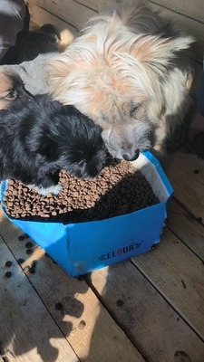 Klein Pauli wartet darauf gesehen zu werden, Mischling Welpen - Hündin