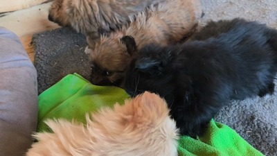 Klein Pauli wartet darauf gesehen zu werden, Mischling Welpen - Hündin