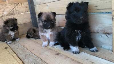 Klein Pauli wartet darauf gesehen zu werden, Mischling Welpen - Hündin