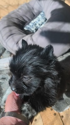 Klein Pauli wartet darauf gesehen zu werden, Mischling Welpen - Hündin