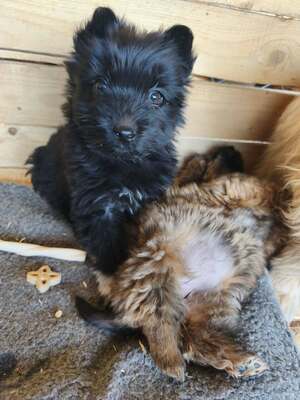 Klein Pauli wartet darauf gesehen zu werden, Mischling Welpen - Hündin