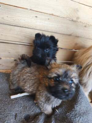 Klein Pauli wartet darauf gesehen zu werden, Mischling Welpen - Hündin