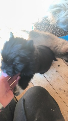 Klein Pauli wartet darauf gesehen zu werden, Mischling Welpen - Hündin