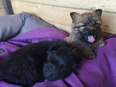 Klein Pauli wartet darauf gesehen zu werden, Mischling Welpen - Hündin