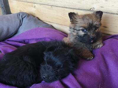 Klein Pauli wartet darauf gesehen zu werden, Mischling Welpen - Hündin