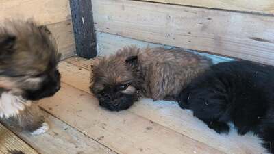 Klein Pauli wartet darauf gesehen zu werden, Mischling Welpen - Hündin