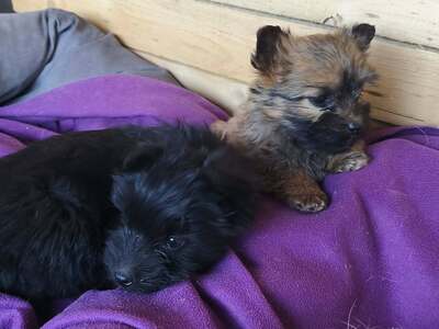 Klein Pauli wartet darauf gesehen zu werden, Mischling Welpen - Hündin