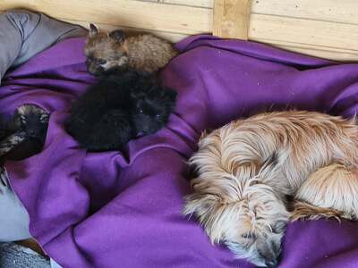 Klein Pauli wartet darauf gesehen zu werden, Mischling Welpen - Hündin