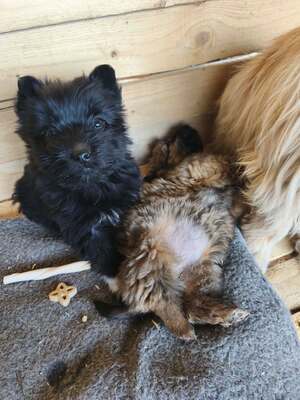 Klein Pauli wartet darauf gesehen zu werden, Mischling Welpen - Hündin