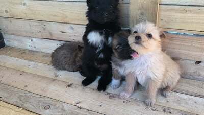 Klein Pauli wartet darauf gesehen zu werden, Mischling Welpen - Hündin