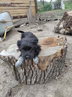 Klein Pauli wartet darauf gesehen zu werden, Mischling Welpen - Hündin