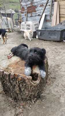 Klein Pauli wartet darauf gesehen zu werden, Mischling Welpen - Hündin