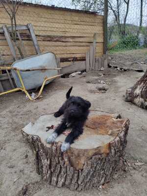 Klein Pauli wartet darauf gesehen zu werden, Mischling Welpen - Hündin