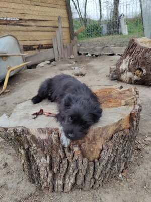 Klein Pauli wartet darauf gesehen zu werden, Mischling Welpen - Hündin