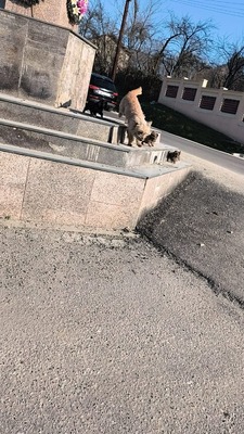 Klein Pauli wartet darauf gesehen zu werden, Mischling Welpen - Hündin